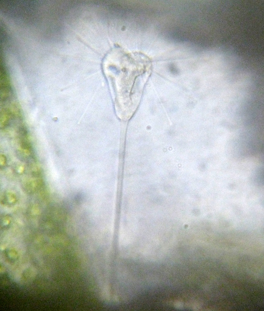 Direi Acineta flava